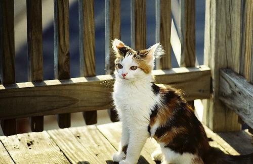 Cat asg