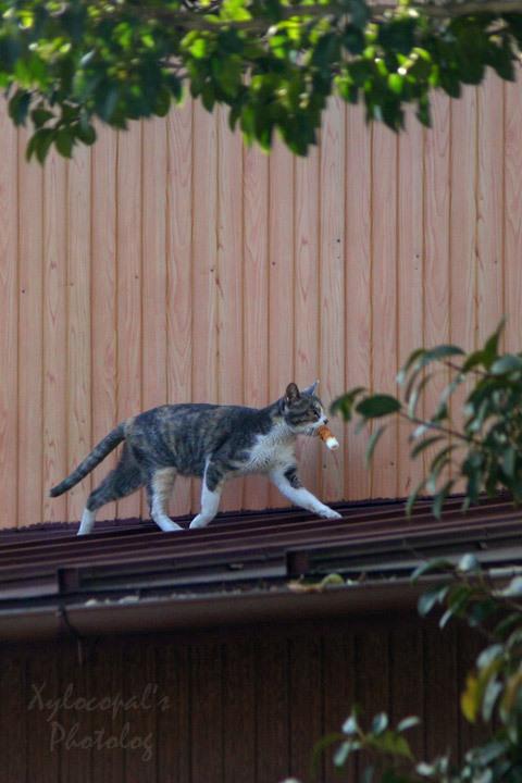 Cat asi