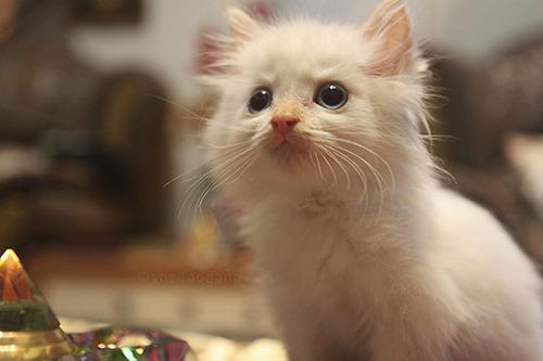 Cat asl
