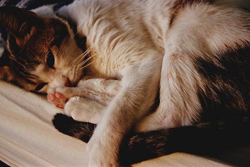 Cat asm