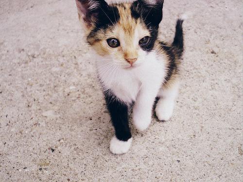 Cat ast