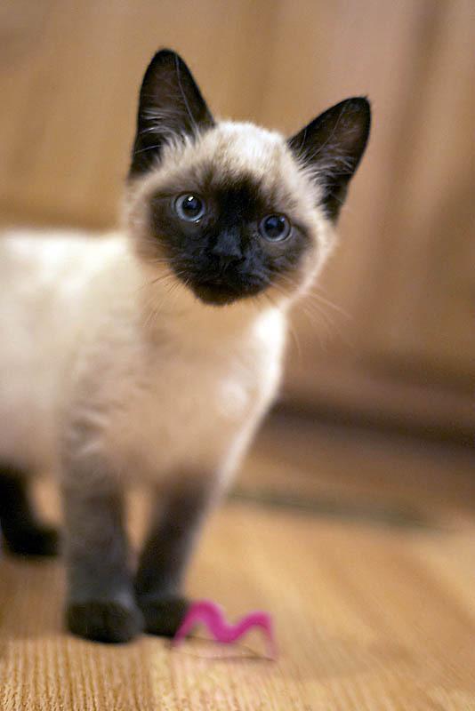 Cat at1