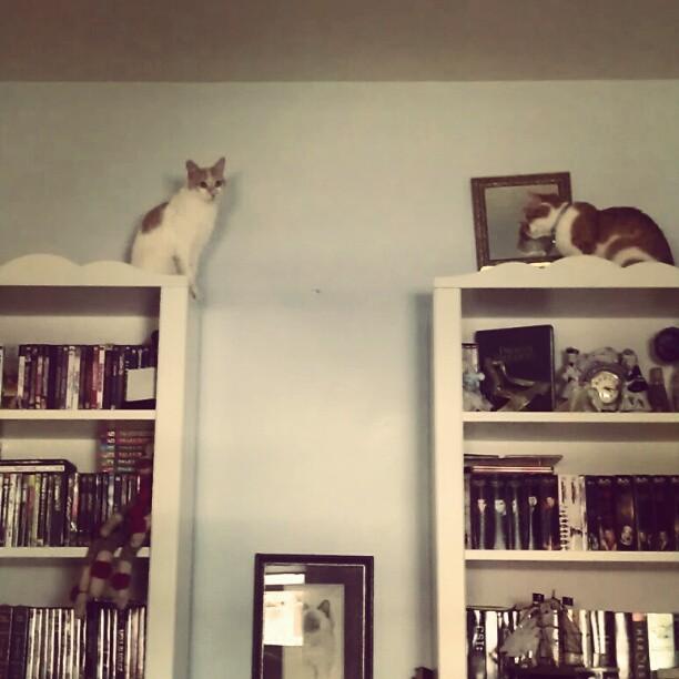 Cat at3