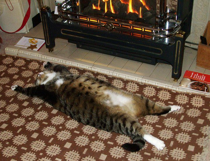Cat at5