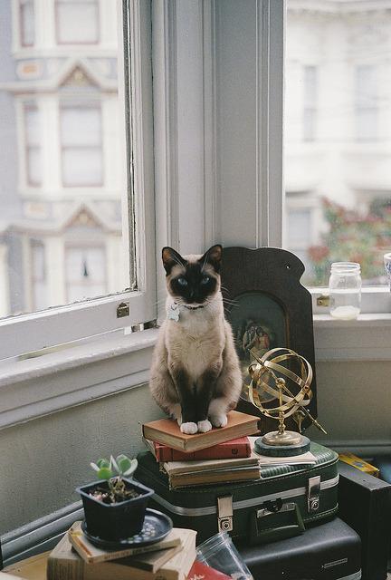 Cat ata