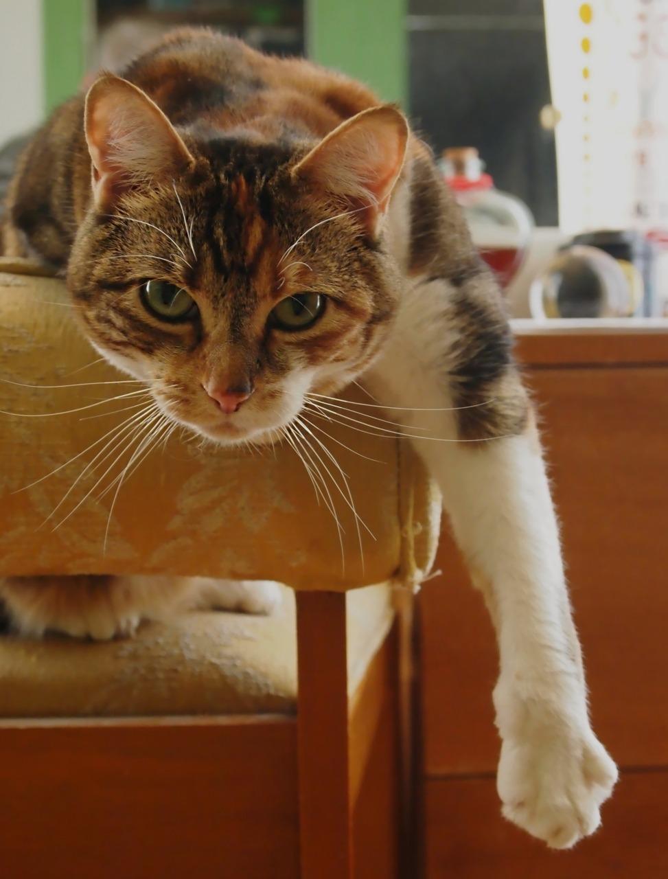 Cat atc