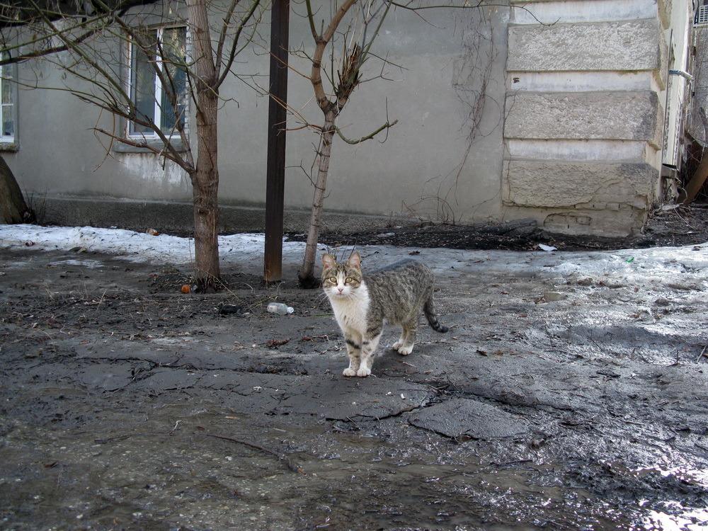 Cat atd