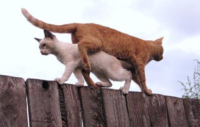 Cat atg