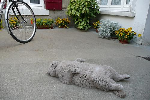 Cat ati