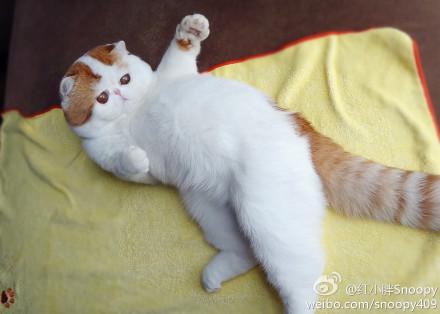 Cat atk