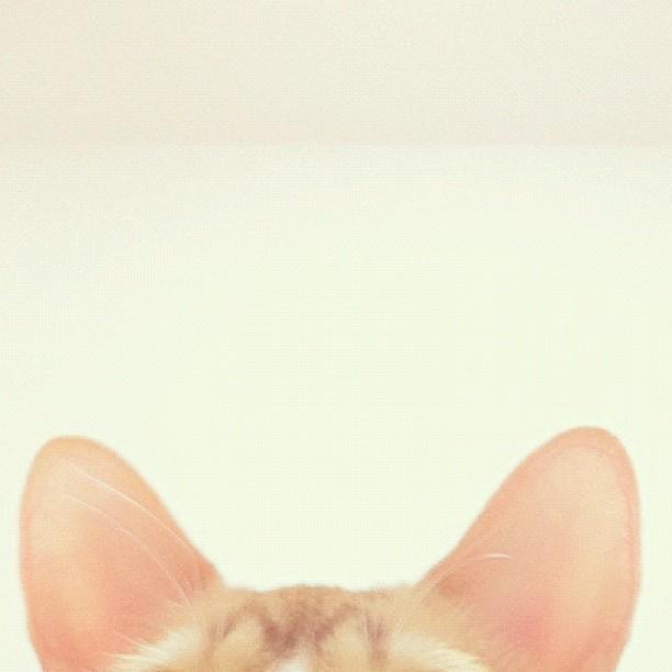 Cat atq