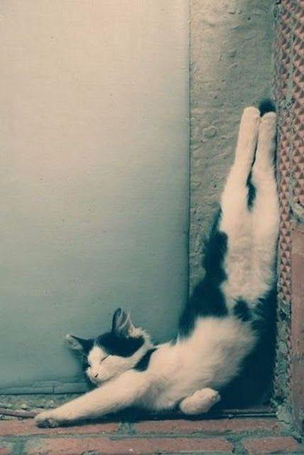 Cat ats