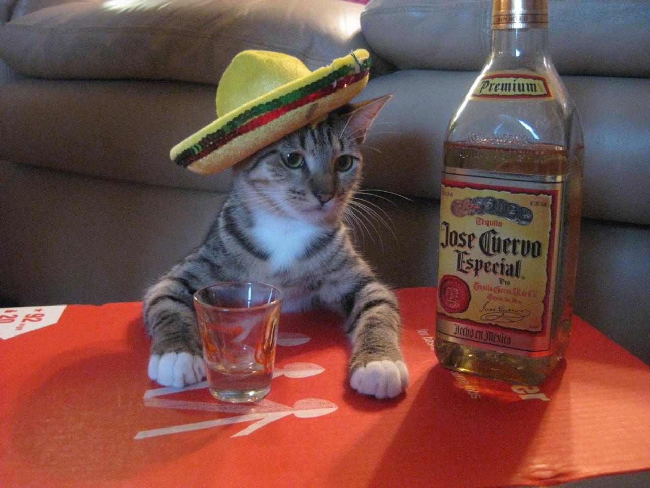 Cat att
