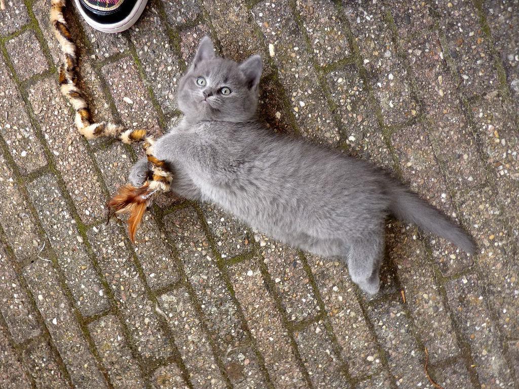 Cat atv