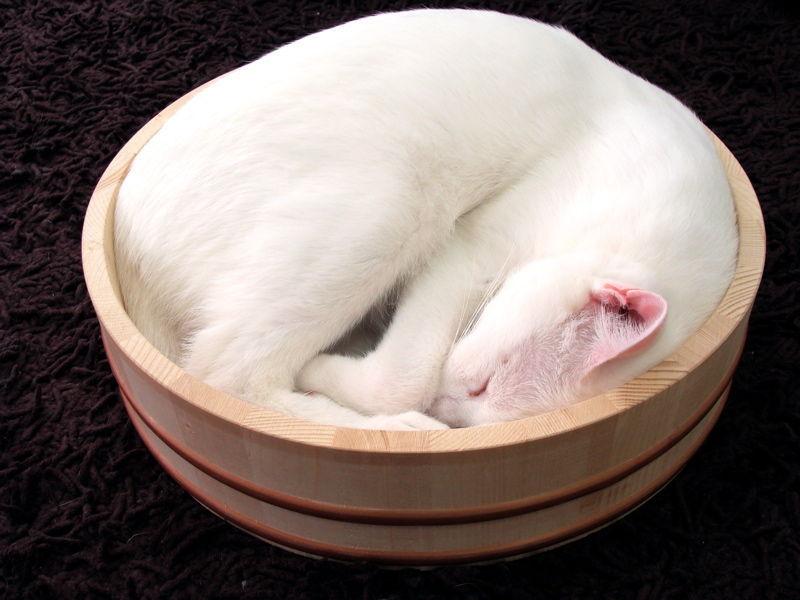 Cat au0