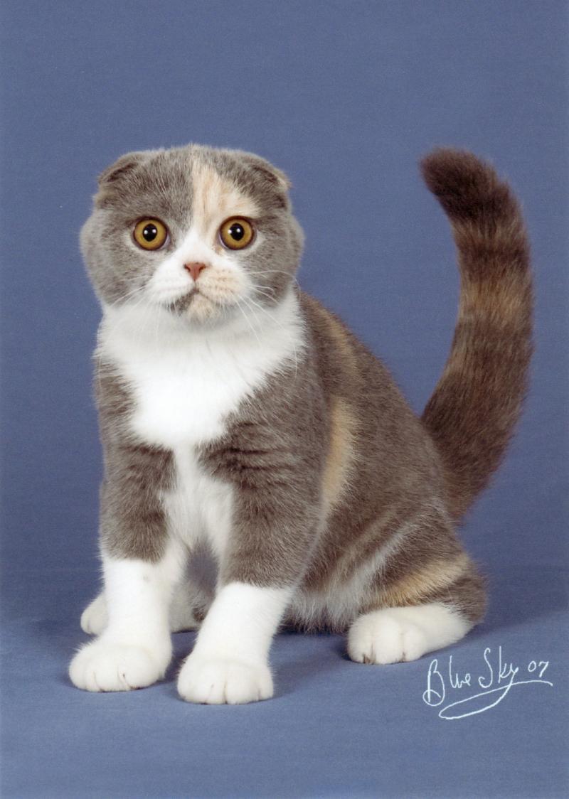 Cat au1