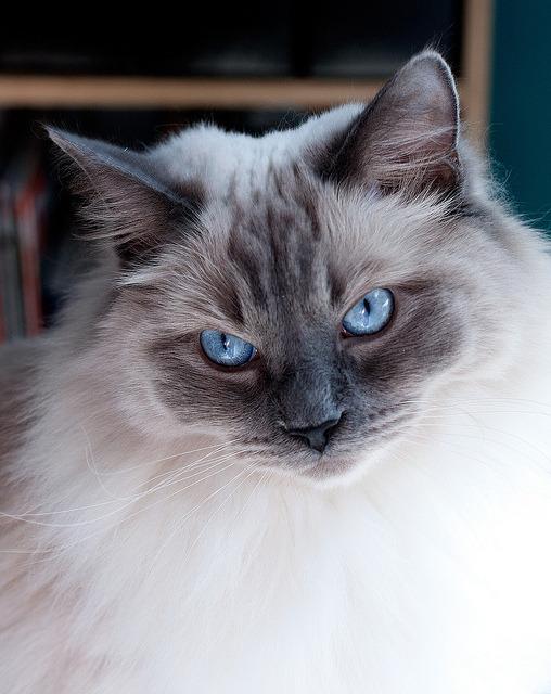 Cat au3