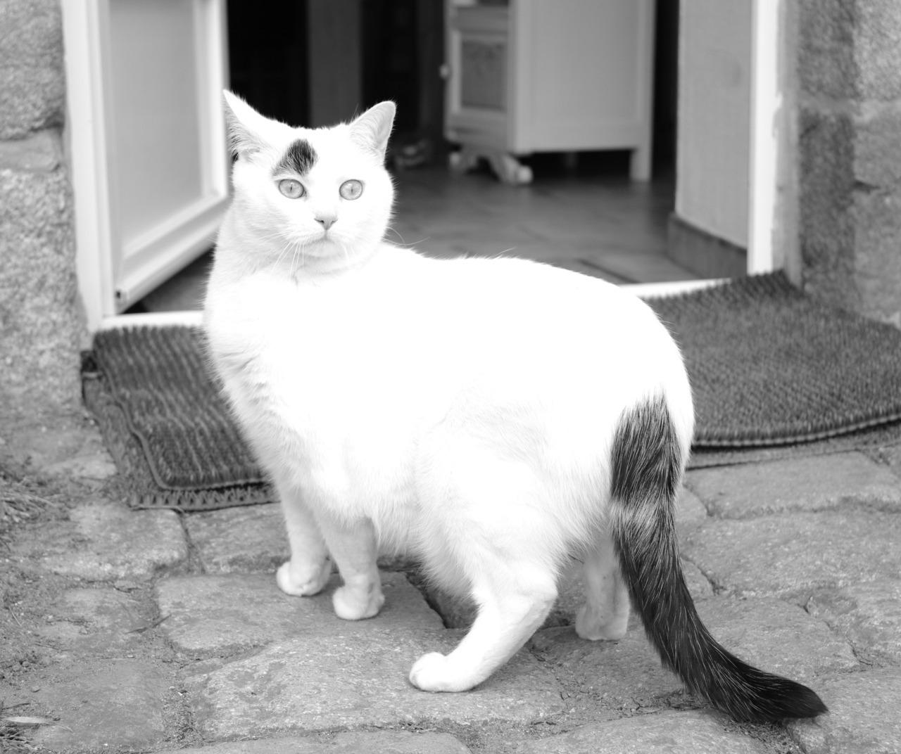 Cat au5