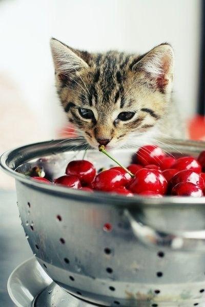 Cat aub