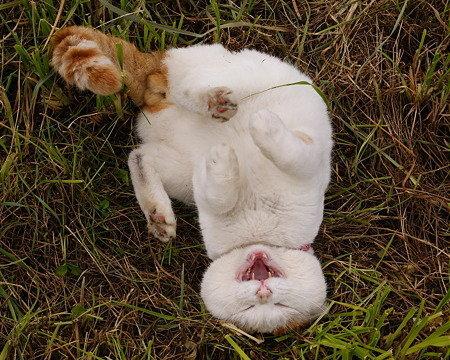 Cat auc