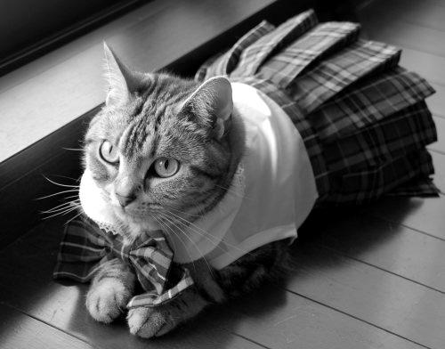 Cat aue