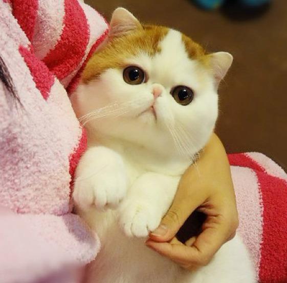 Cat auf