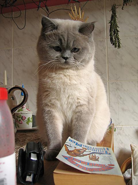 Cat aug