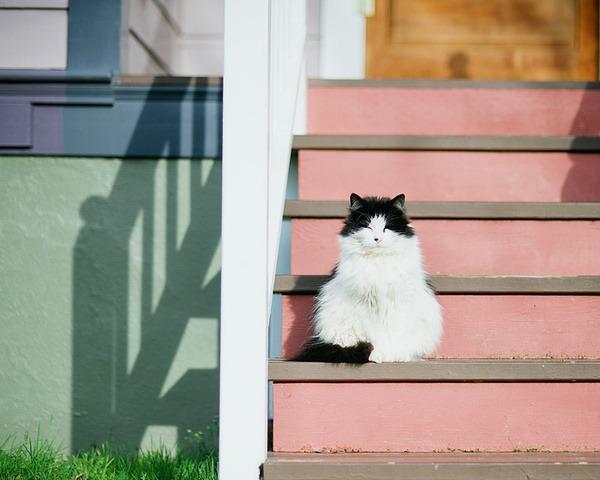 Cat auj