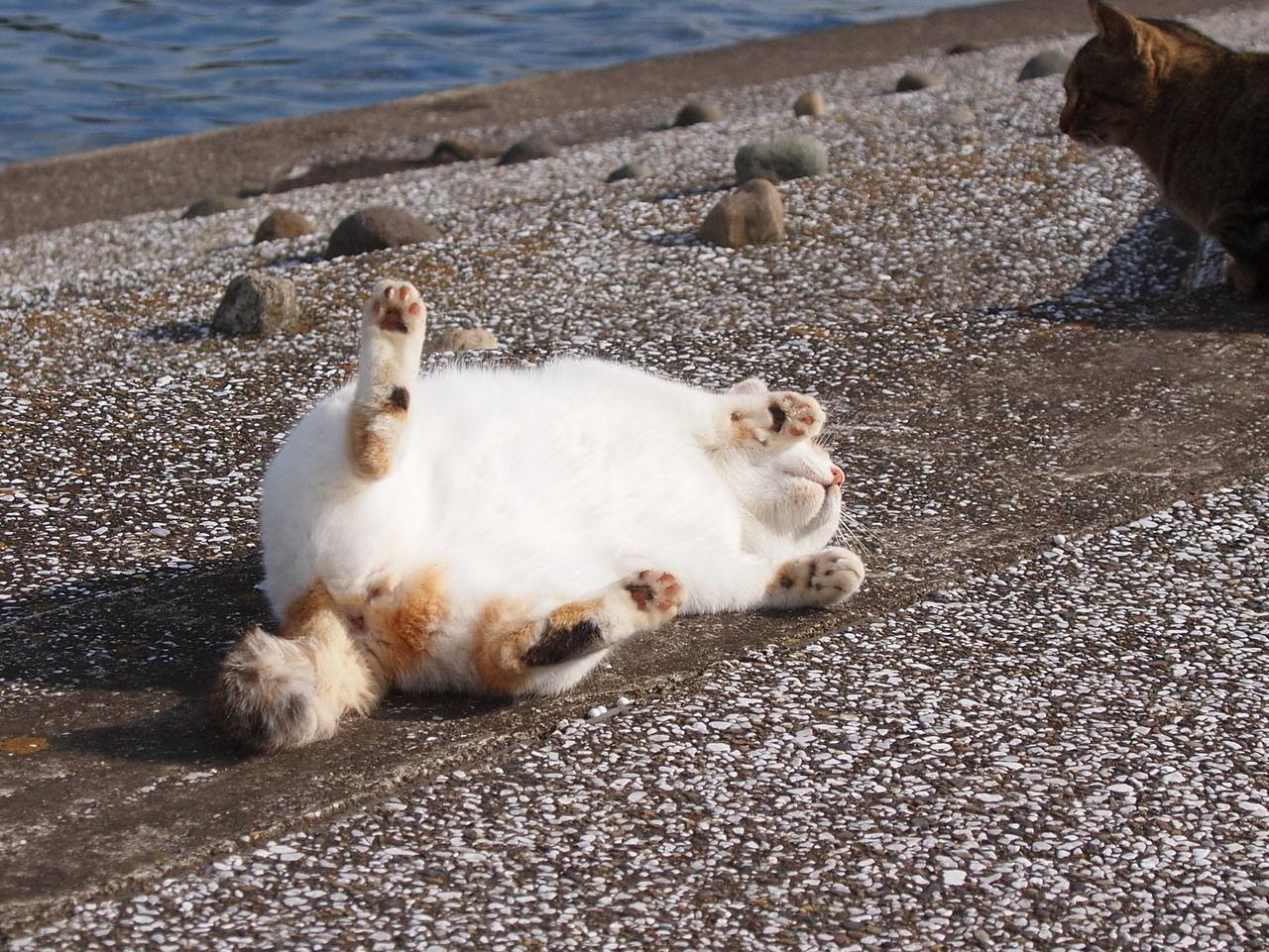 Cat auk