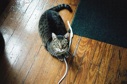 Cat aum