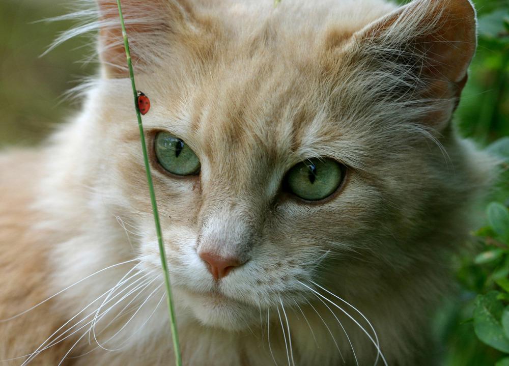 Cat auq
