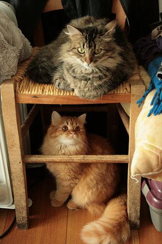 Cat aur