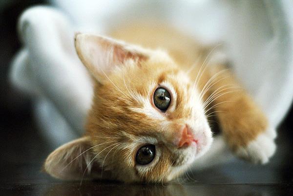 Cat av3