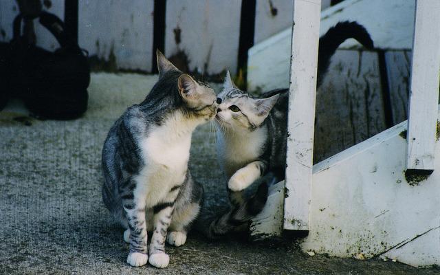 Cat av5