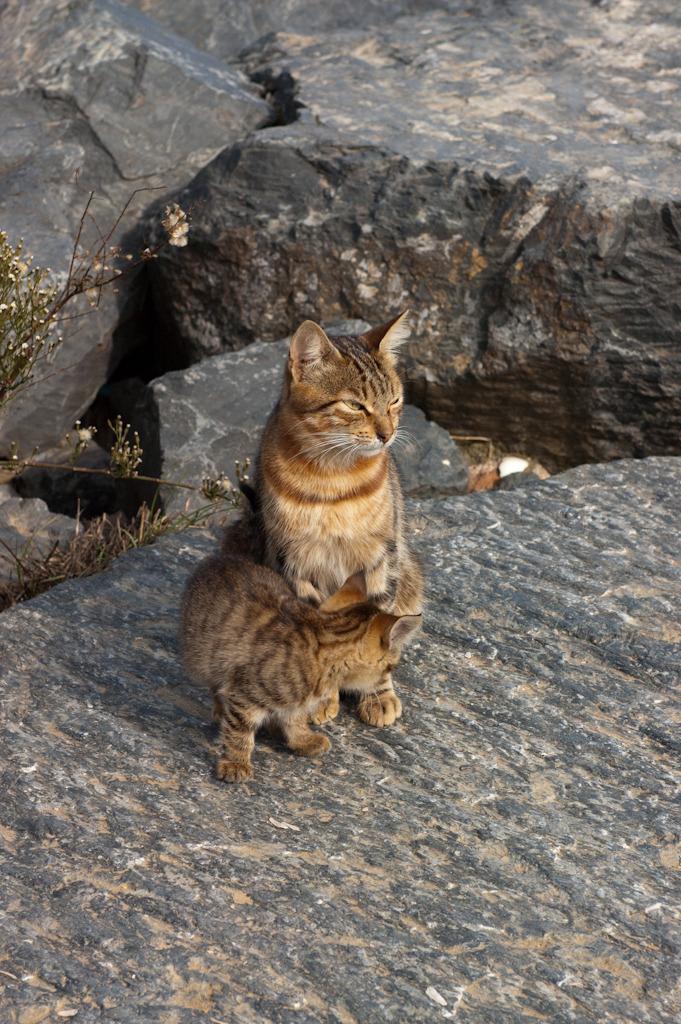 Cat ava