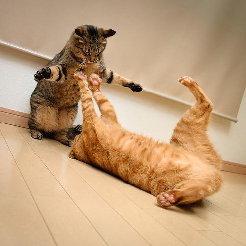 Cat avb
