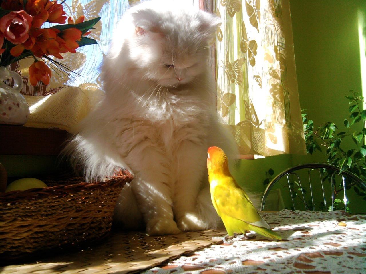 Cat avc