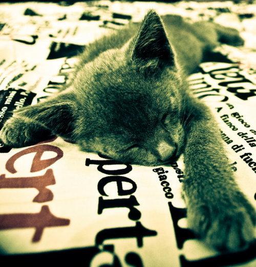 Cat avd