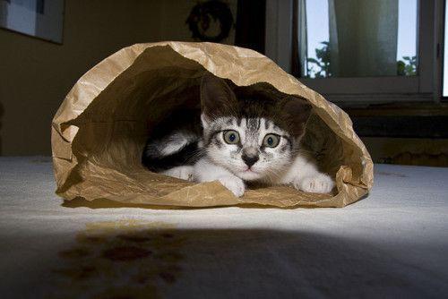 Cat avn
