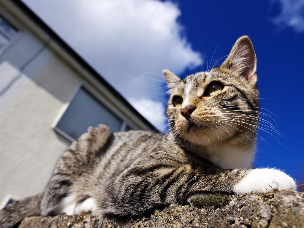 Cat avs
