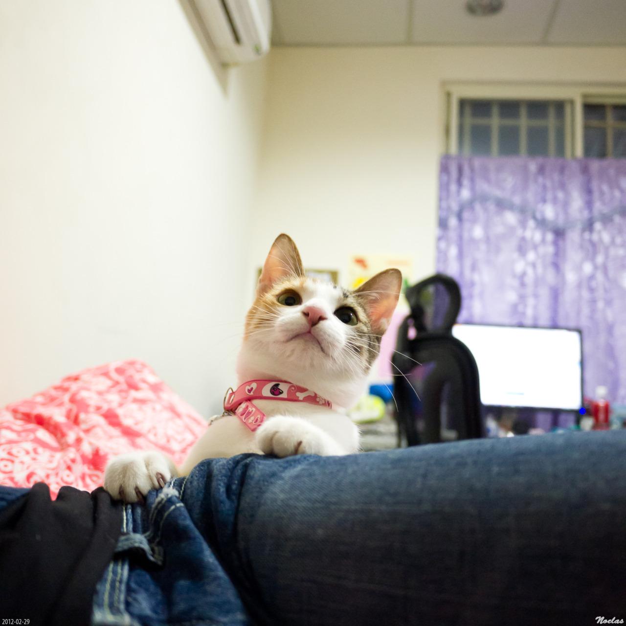 Cat avu