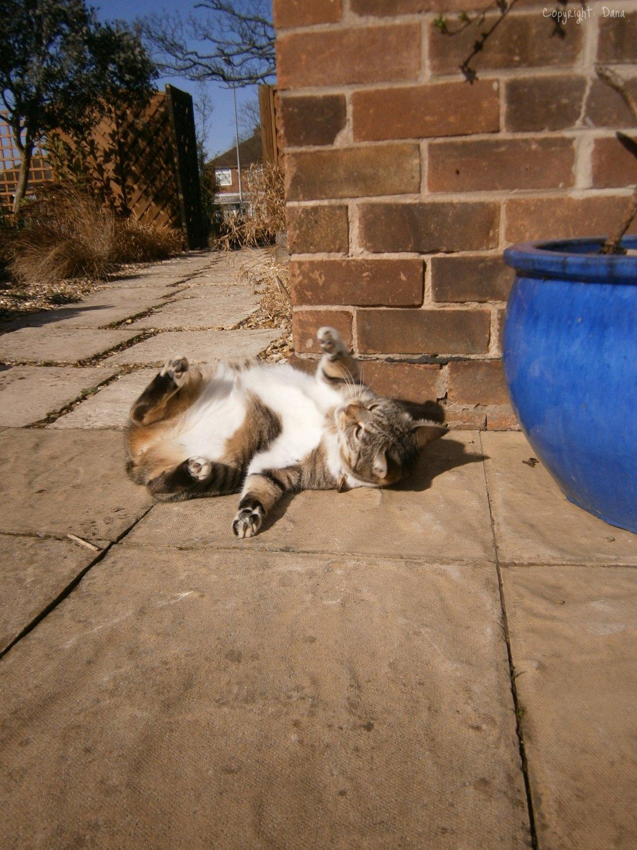 Cat avv