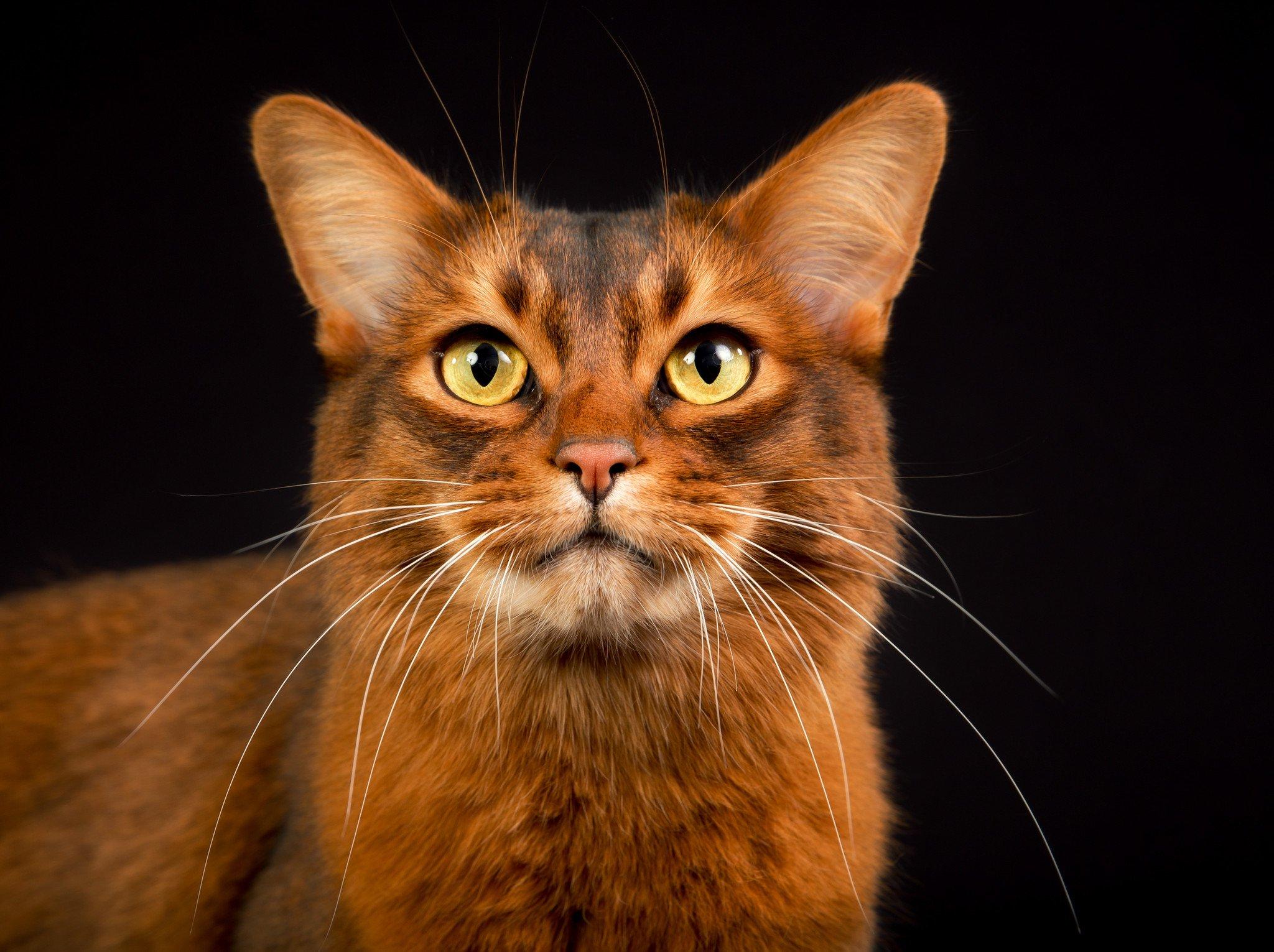 Cat ayEJiATFy