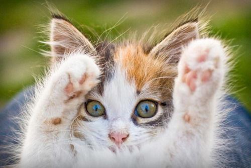 Cat b03