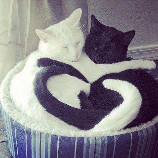 Cat b04