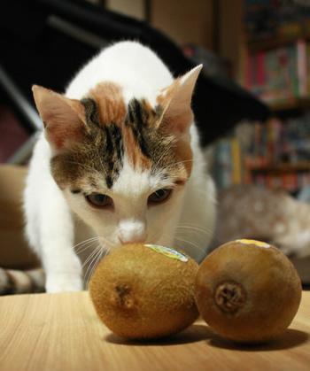 Cat b05
