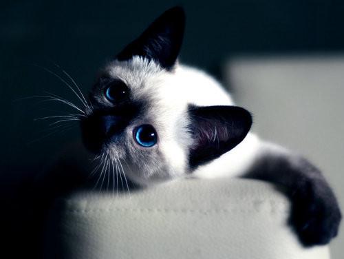 Cat b06