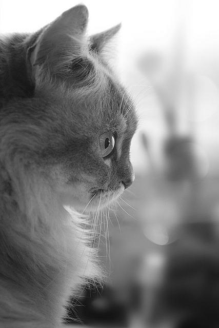 Cat b07