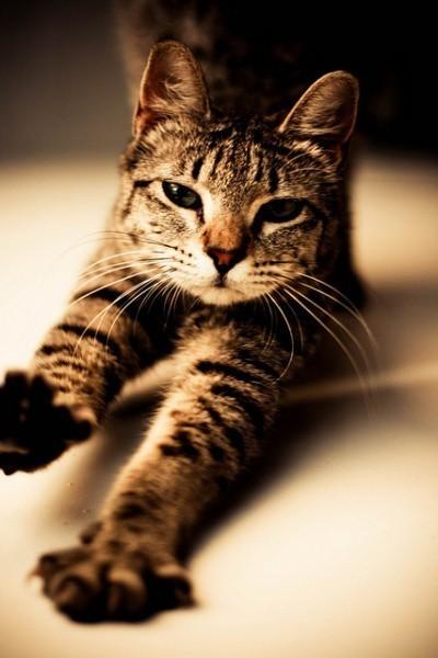 Cat b09
