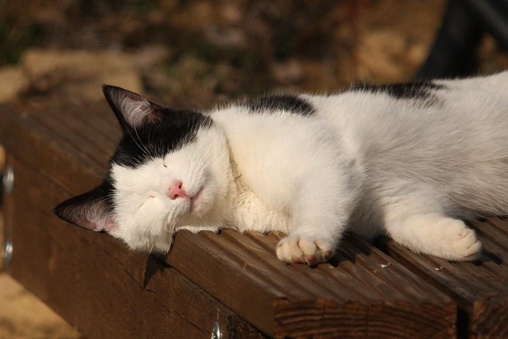 Cat b0b